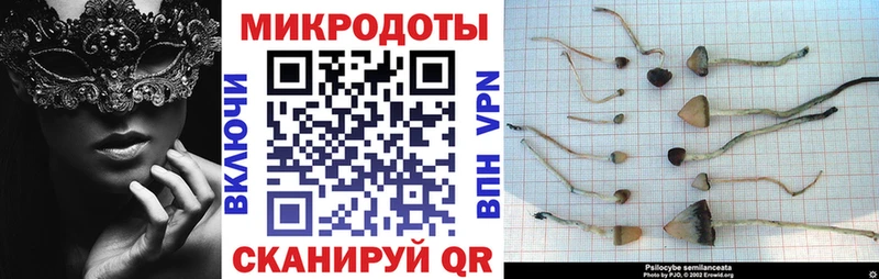 mega tor  Цивильск  Галлюциногенные грибы Psilocybe  где можно купить  